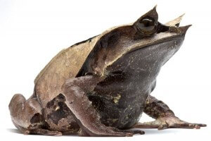 Megophrys nasuta, 5-6 cm